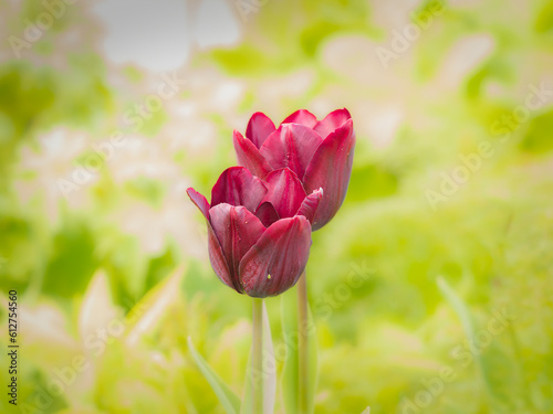Wallpaper Mural tulips in spring Torontodigital.ca