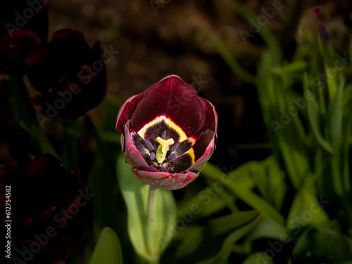 Wallpaper Mural red tulip on black background Torontodigital.ca