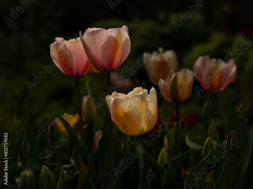 Wallpaper Mural tulips in the garden Torontodigital.ca