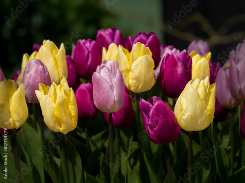 Wallpaper Mural Flowers Torontodigital.ca