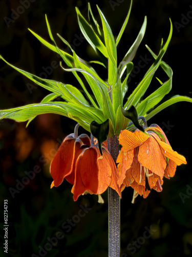 Wallpaper Mural Orange Flower Torontodigital.ca