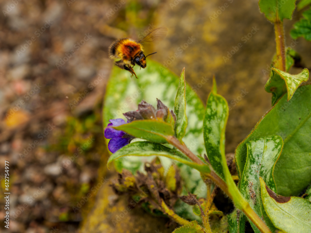 custom made wallpaper toronto digitalBee