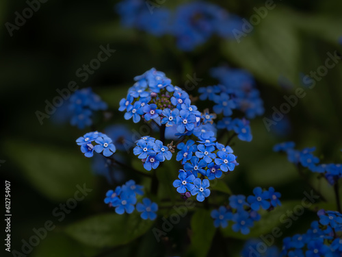 Wallpaper Mural Blue Flower Torontodigital.ca