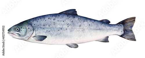 Watercolor Atlantic salmon (Salmo salar). Hand drawn fish illustration isolated on white background.