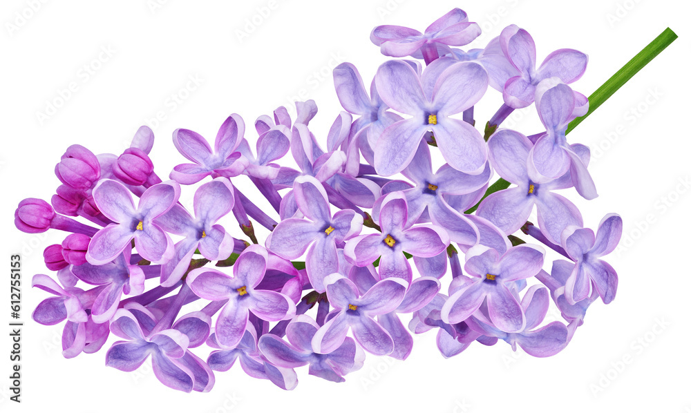 Branch of lilac flowers isolated on  background with clipping path. For design. In high resolution.  Transparent background.   Studio photo.
