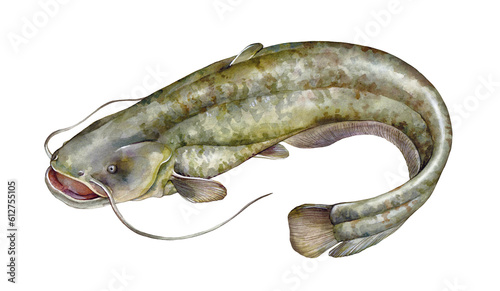Watercolor wels catfish or sheatfish (Silurus glanis). Hand drawn fish illustration isolated on white background. photo