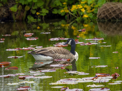 Wallpaper Mural Goose  Torontodigital.ca