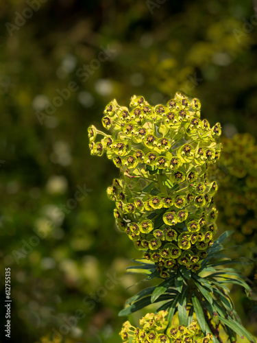 Wallpaper Mural Flowers Torontodigital.ca