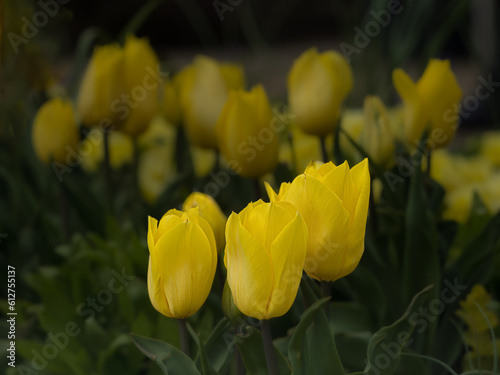 Wallpaper Mural Flowers Torontodigital.ca