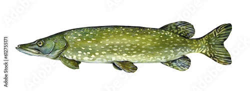 Watercolor northern pike (Esox lucius). Hand drawn fish illustration isolated on white background.