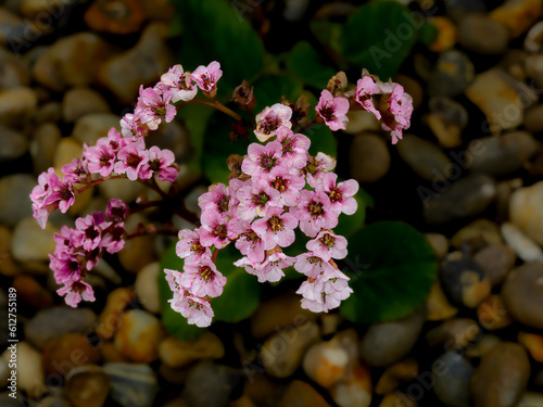 Wallpaper Mural Flowers Torontodigital.ca