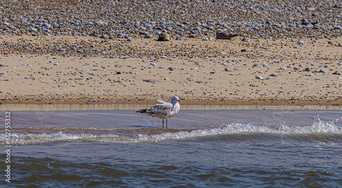 Wallpaper Mural Seagull Torontodigital.ca