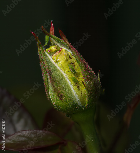 Wallpaper Mural Bugs on Rose Torontodigital.ca