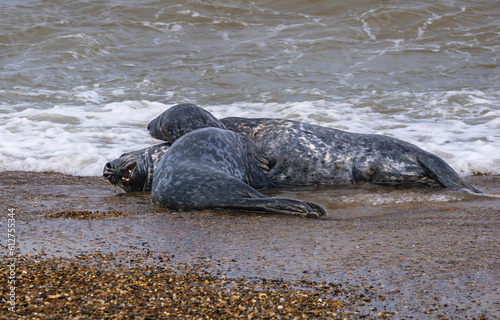 Wallpaper Mural Seal Torontodigital.ca