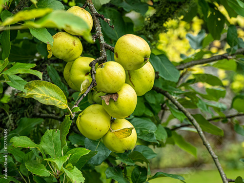 Wallpaper Mural Apples Torontodigital.ca