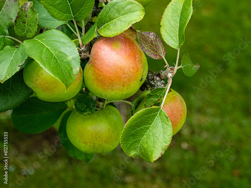 Wallpaper Mural Apples Torontodigital.ca