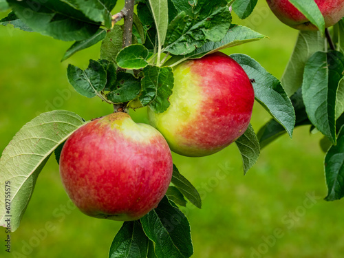 Wallpaper Mural Apples Torontodigital.ca