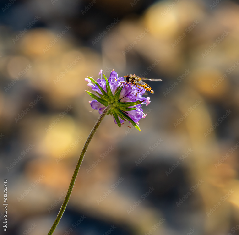 custom made wallpaper toronto digitalWasp on flower