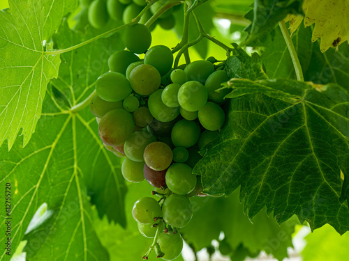 Wallpaper Mural Fruits Torontodigital.ca