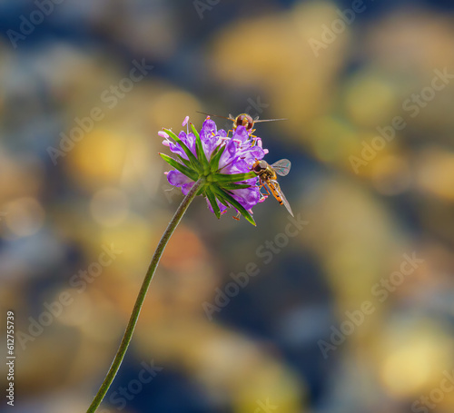 Wallpaper Mural Wasp on flower Torontodigital.ca