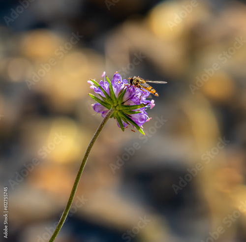 Wallpaper Mural Wasp on flower Torontodigital.ca