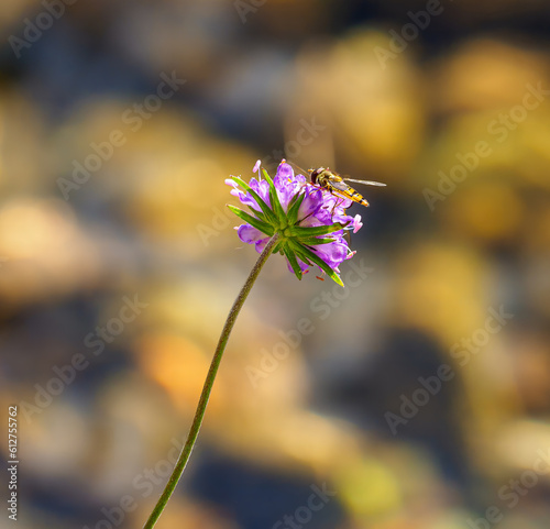 Wallpaper Mural bee on flower Torontodigital.ca
