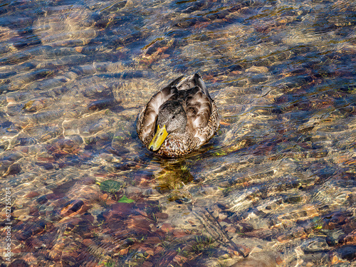 Wallpaper Mural Duck Torontodigital.ca