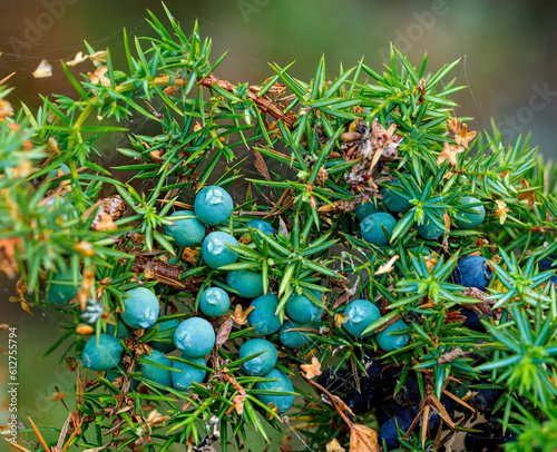 Wallpaper Mural Wild berries Torontodigital.ca