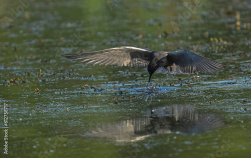 Black Tern (Chlidonias nigra) in flight. Bird in flight.