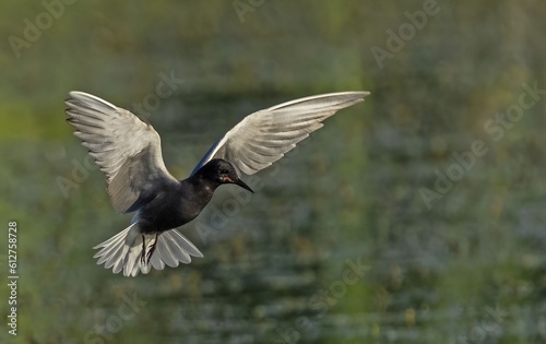 Black Tern (Chlidonias nigra) in flight. Bird in flight.