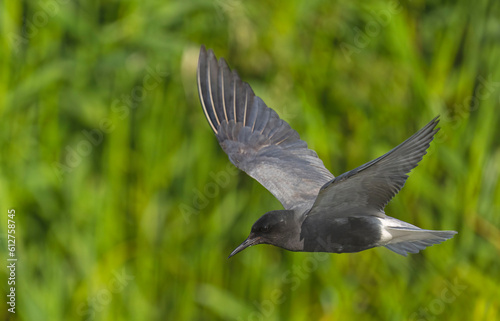Black Tern (Chlidonias nigra) in flight. Bird in flight. © VitOt