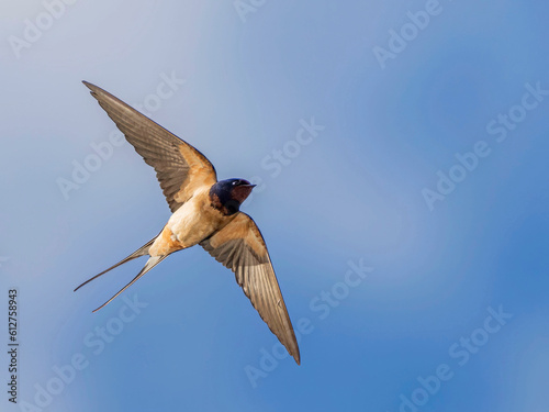 Barn Swallow (Hirundo rustica) in flight against the sky. Bird in flight.