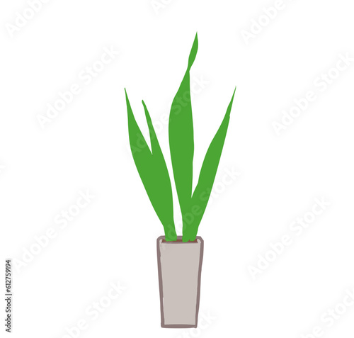 サンスベリア、鉢植えの観葉植物