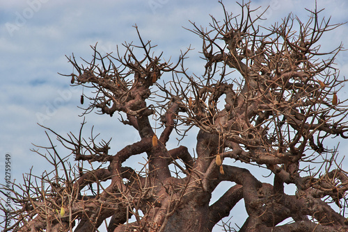 The baobab in the cemetry on Fadiouth island, Senegal photo