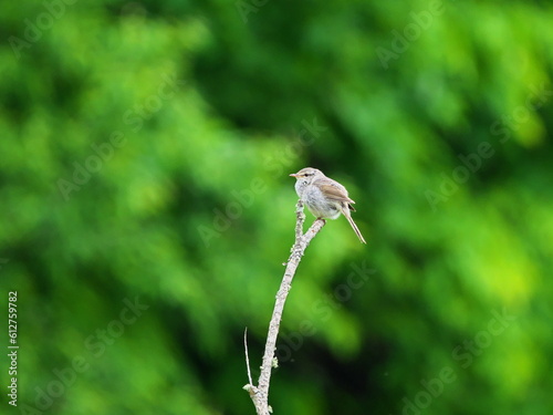 Bird of Eastern Hokkaido Warbler