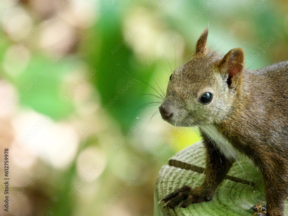 Fototapeta premium Ezo squirrels in eastern Hokkaido