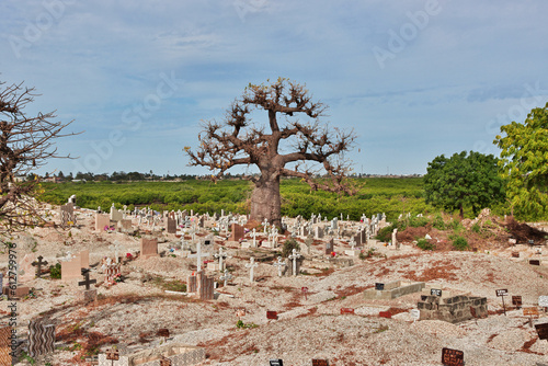 The baobab in the cemetry on Fadiouth island, Senegal photo