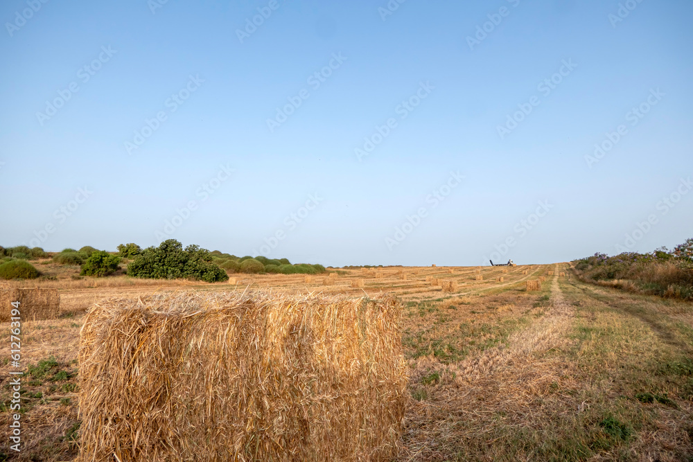Packed straw after harvesting wheat in an agricultural field.