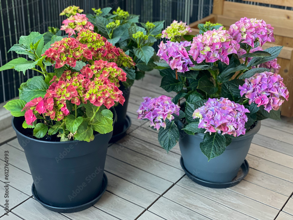 Beautiful blooming vibrant pink purple Hydrangea flowers in decorative grey flower pot in balcony terrace garden in spring summer time close up	