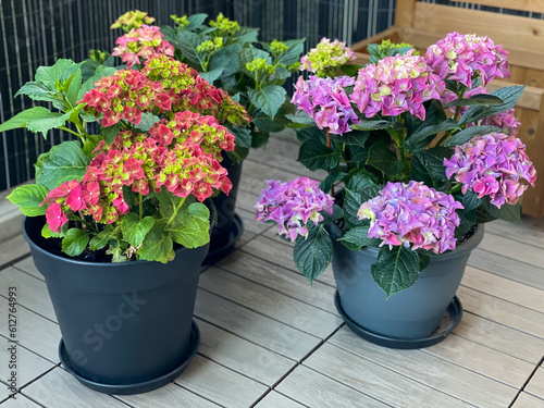 Beautiful blooming vibrant pink purple Hydrangea flowers in decorative grey flower pot in balcony terrace garden in spring summer time close up 