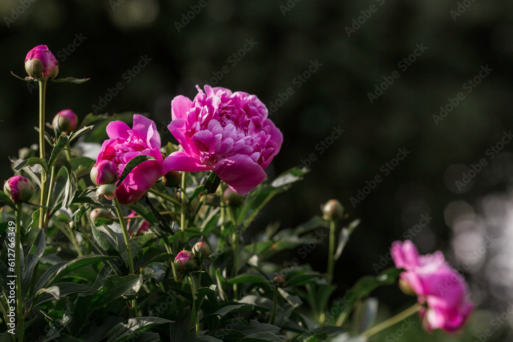 Close-up of a blooming pink peony. A flower and a bud in raindrops at sunset. Green natural background. A blooming garden. Beautiful bokeh.