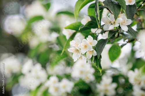 Close-up of a blooming white jasmine. Flowers and buds at sunset. Green natural background. Beautiful bokeh. A copy of the text space.