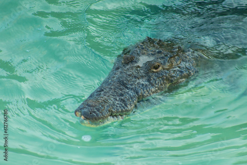 Crocodilo - Animal feroz mexico - Caribe Sian  photo