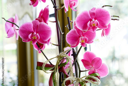 Fotografia pink orchids near the windov - orkide çiçeği