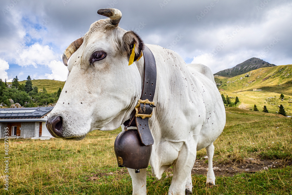 Funny cow face close-up in a prairie