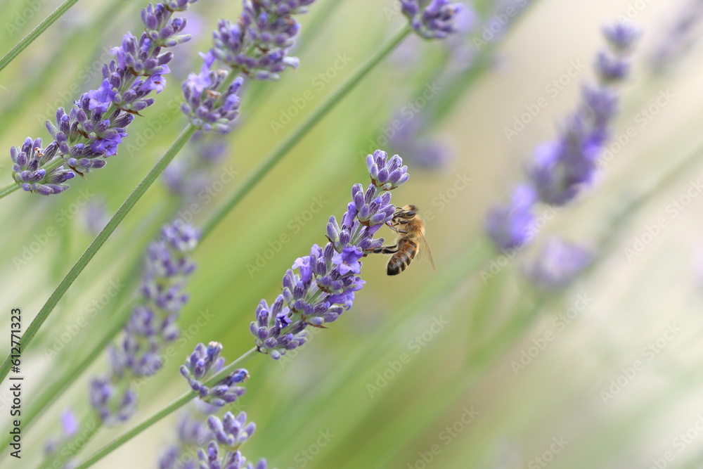 Obraz premium Bee pollination on lavender flower