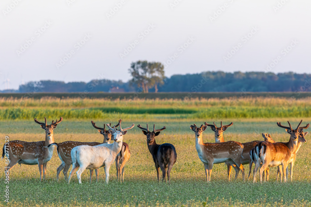 Naklejka premium Hirsche, Damhirsche auf einer Wiese be Zingst an der Ostsee.