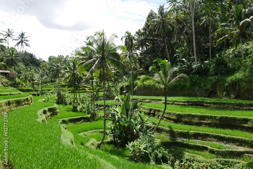 Reisterrassen mit Reisanbau auf Bali