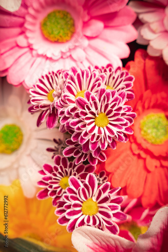 pink and white chrysanthemum