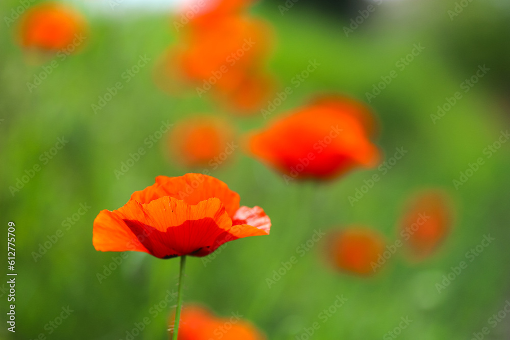 Close-up of a red poppy flower with raindrops.
Fresh grass, red poppy with drops of morning dew on natural defocused light green background. Medicinal plant.